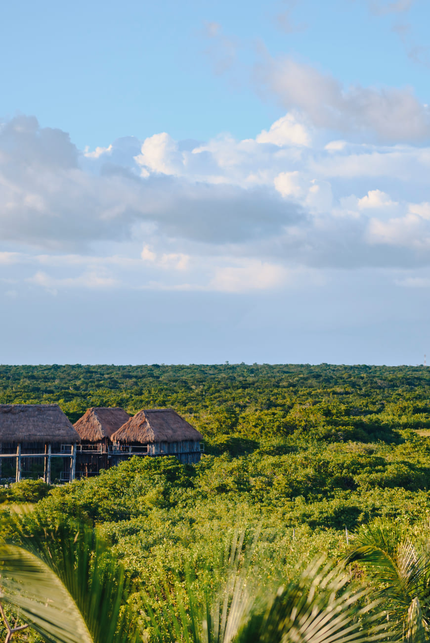Greener World — Mayan Monkey eco action 7